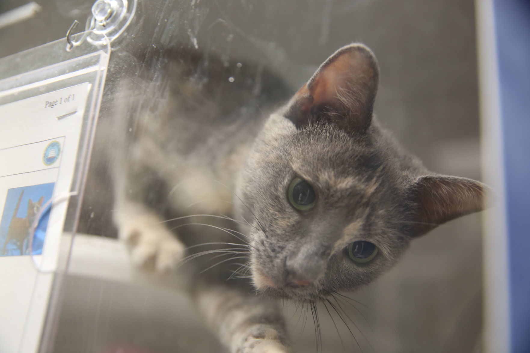 Atlantic County Animal Shelter's Clear the Shelter event Satuday, Aug. 17, 2019. The event runs through Sunday, Aug. 18.